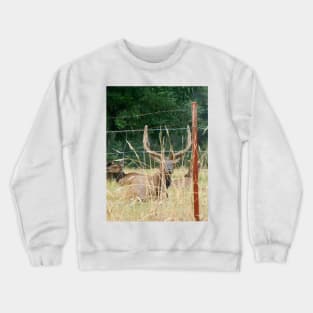 Elk With Antlers Behind Fence Nature Photography Crewneck Sweatshirt